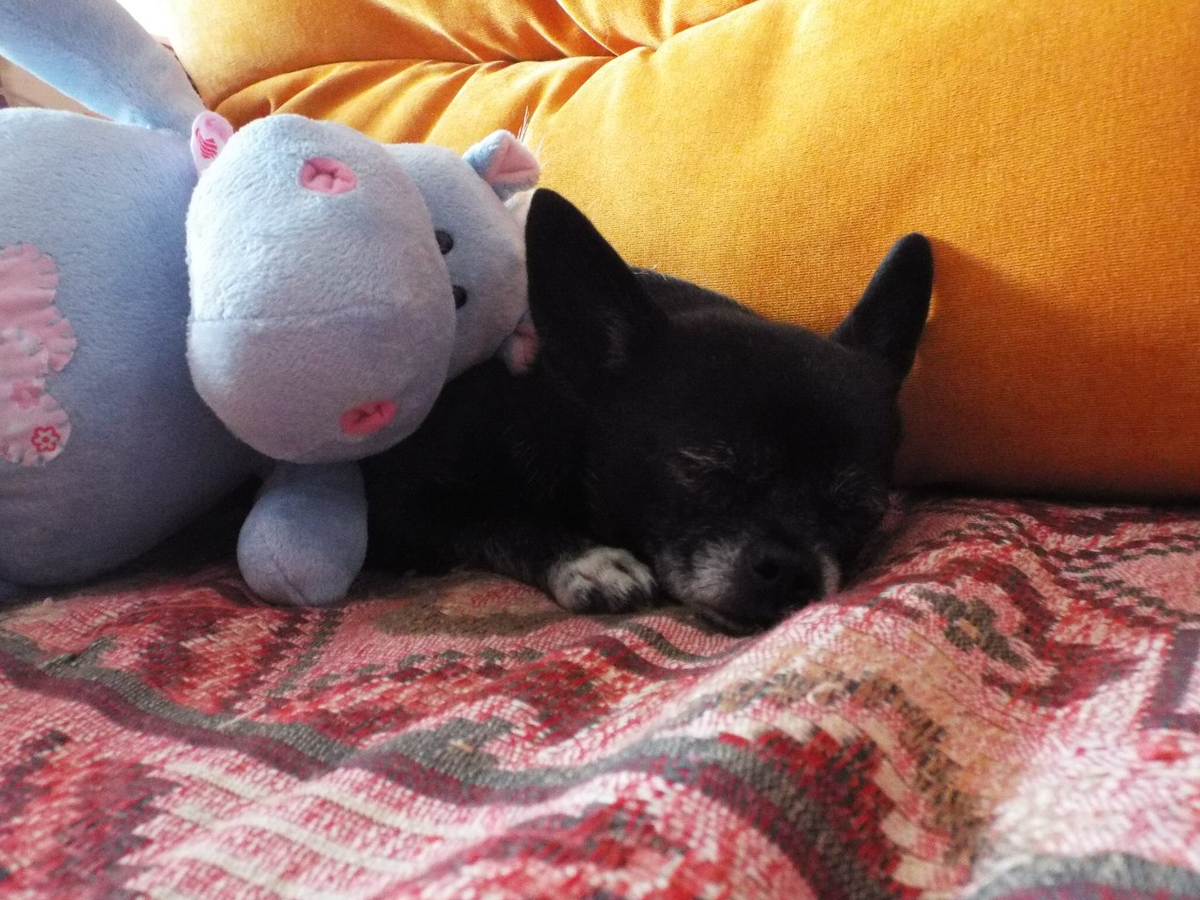 Спят усталые игрушки...