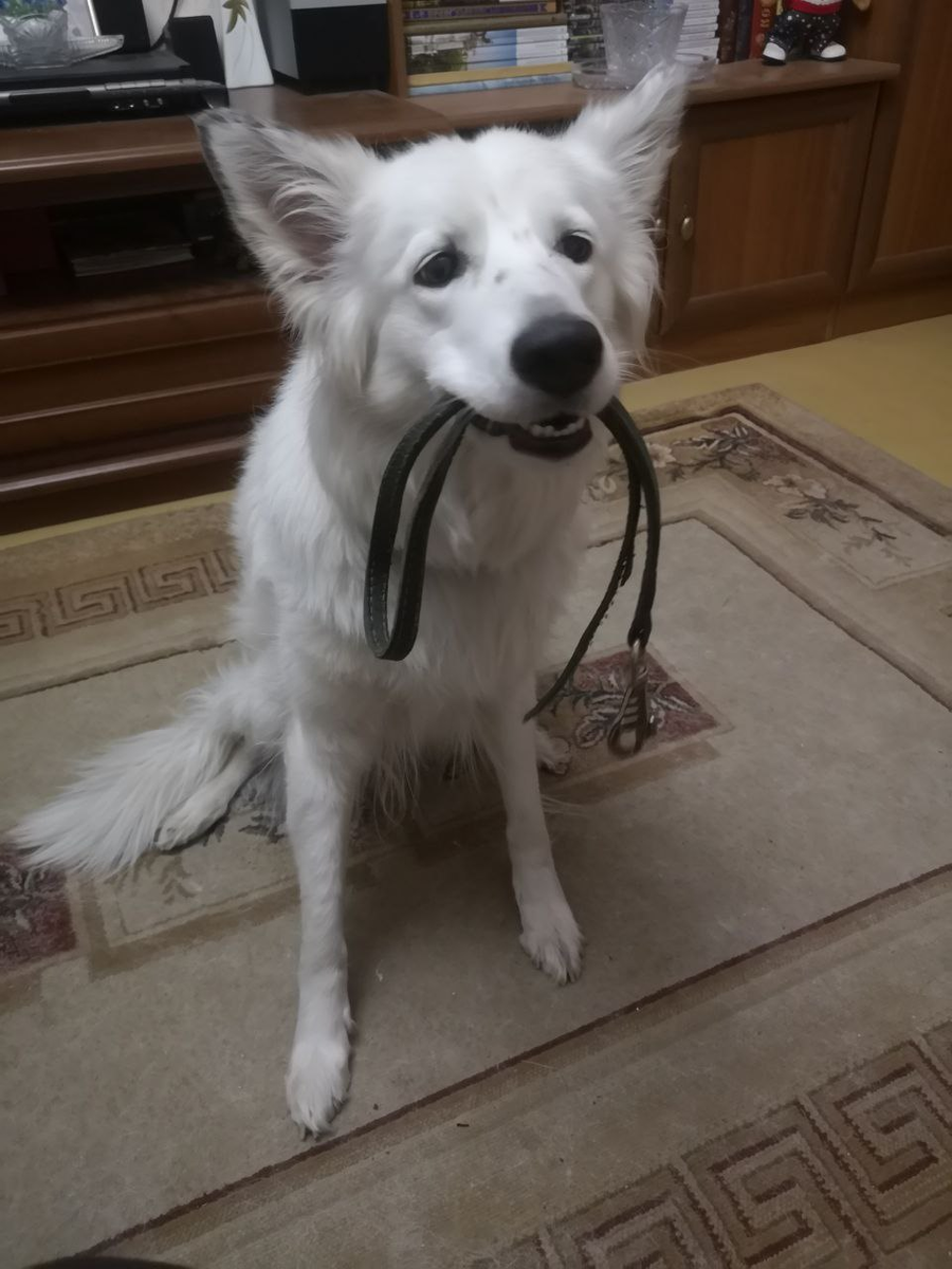 Поводок из двойного слоя кожи - хрясь, пополам!