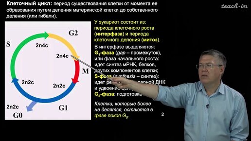 Дубынин В.А. - 100 часов школьной биологии - 2.12. Размножение клеток: митоз