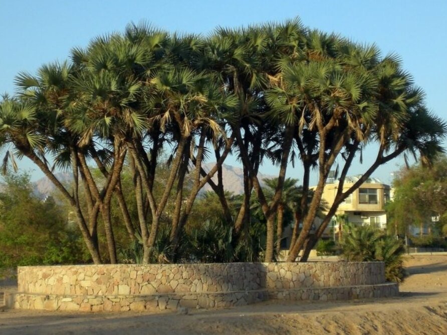 Дум-пальмы в Акабе