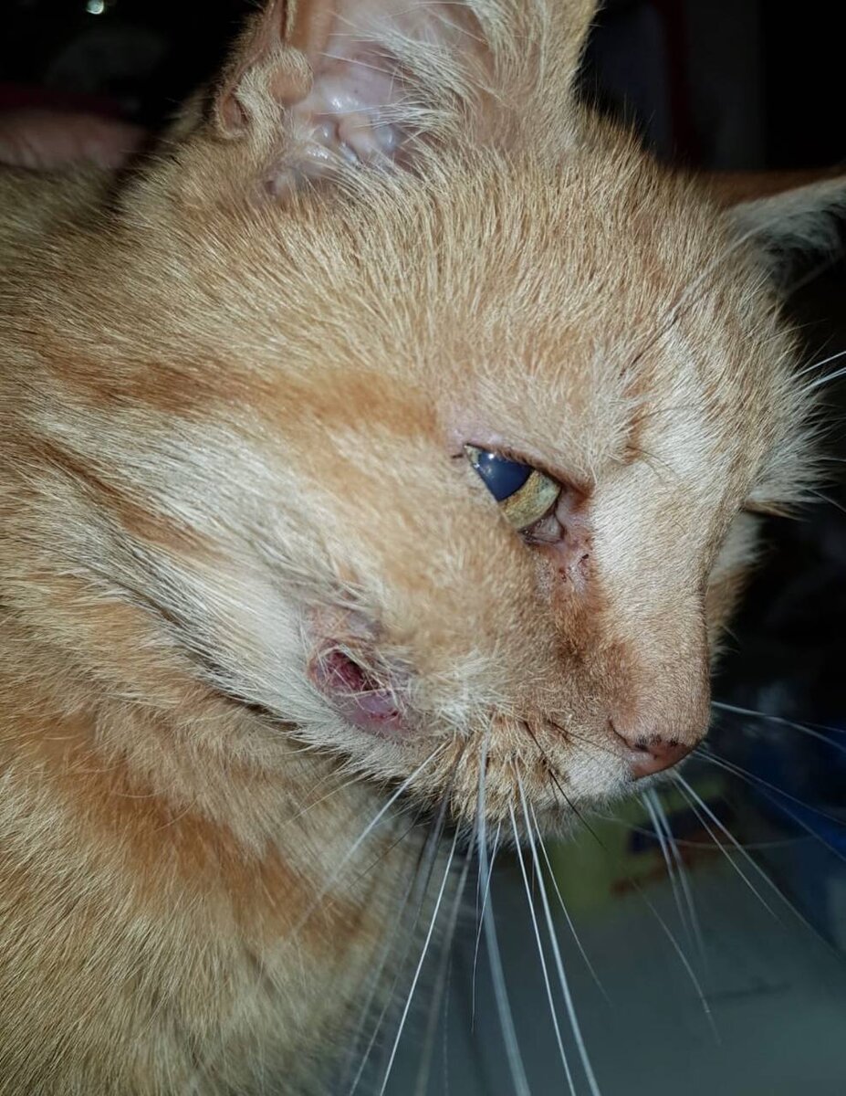 Коту 16 лет