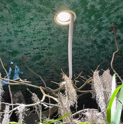    Из стокгольмского зоопарка сбежала королевская кобра