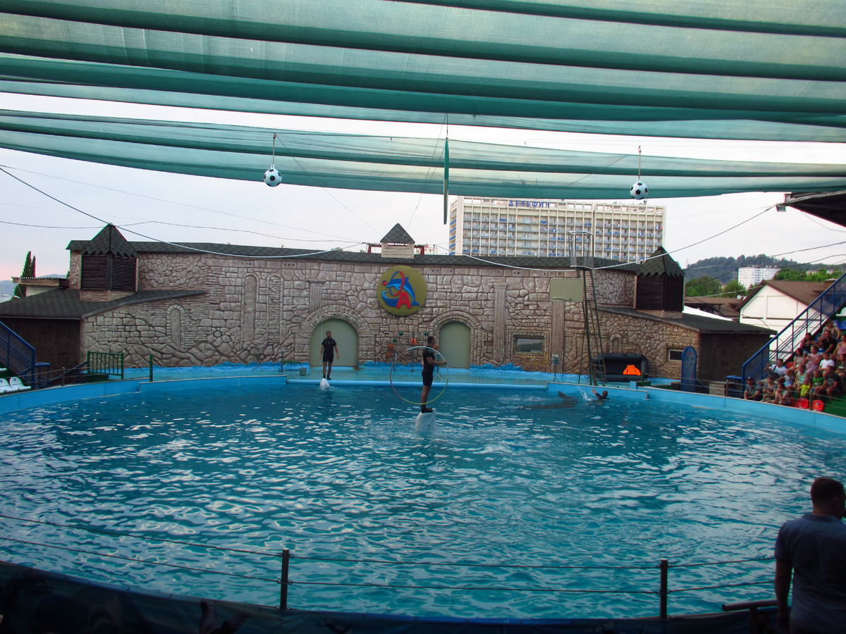 На представлении в Адлерском дельфинарии