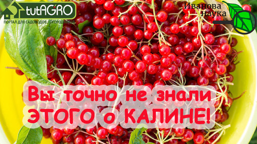 ЭЛИКСИР из КАЛИНЫ! Почему всем огородникам НУЖНА КАЛИНА? Как правильно готовить калину? Калина - ягода-спаситель.