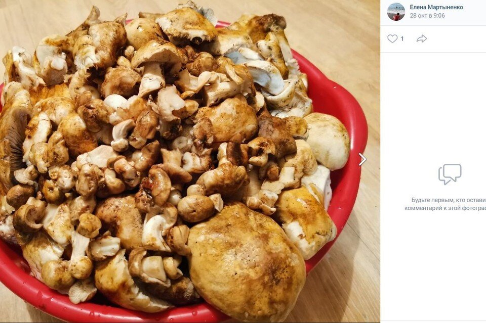     Фото опубликовано в сообществе «Грибники Барнаула и Алтайского края»