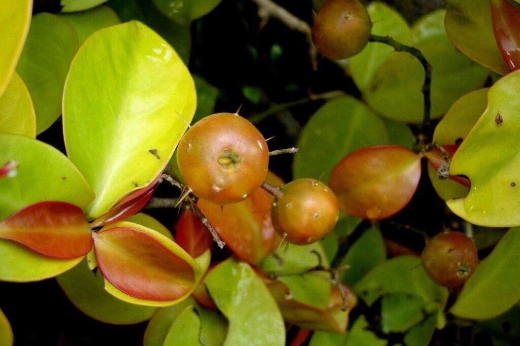 Плоды шиповатой