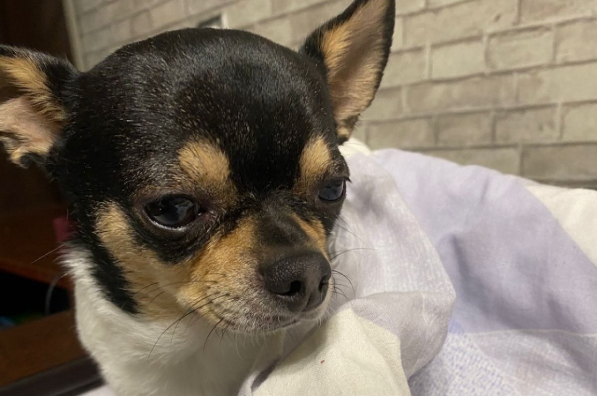    «Это чудо!»: в Томске нашли сбежавшую во время пожара на Кулагина собаку