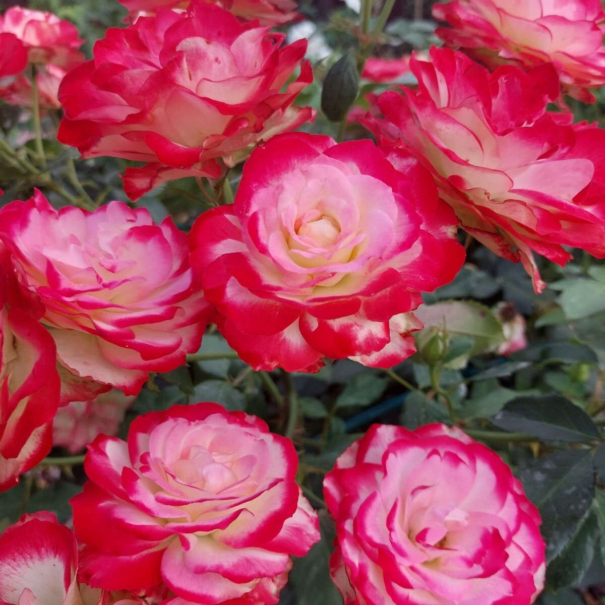 Сорт Принц же Монако