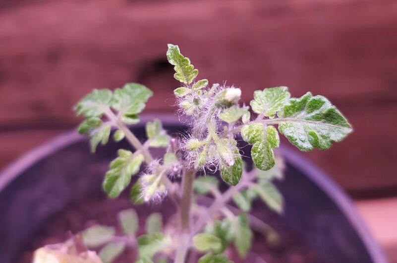 Томаты зацветают.