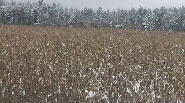   © Telegram / КГК Беларуси