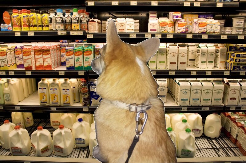 можно ли давать собаке молоко из магазина
