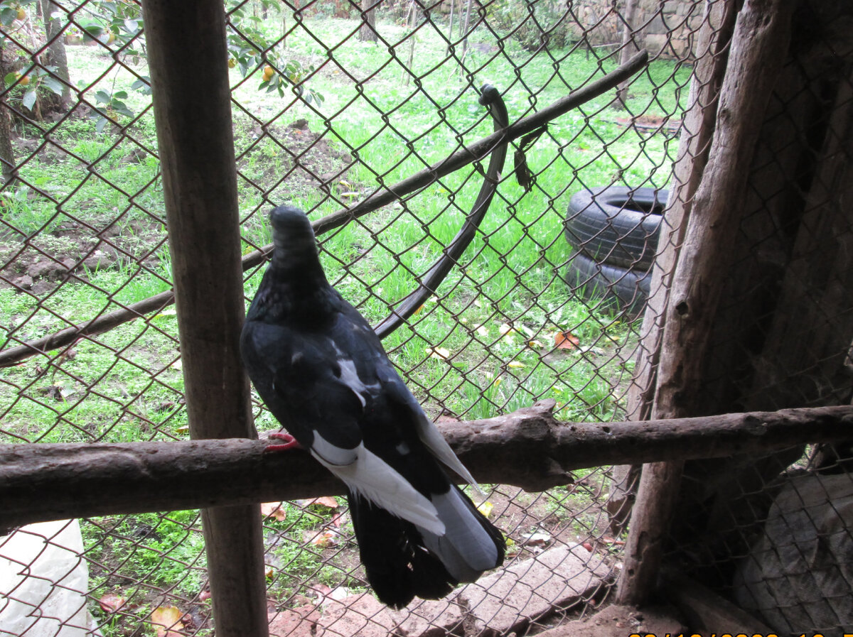 Голубь в курятнике, фото автора