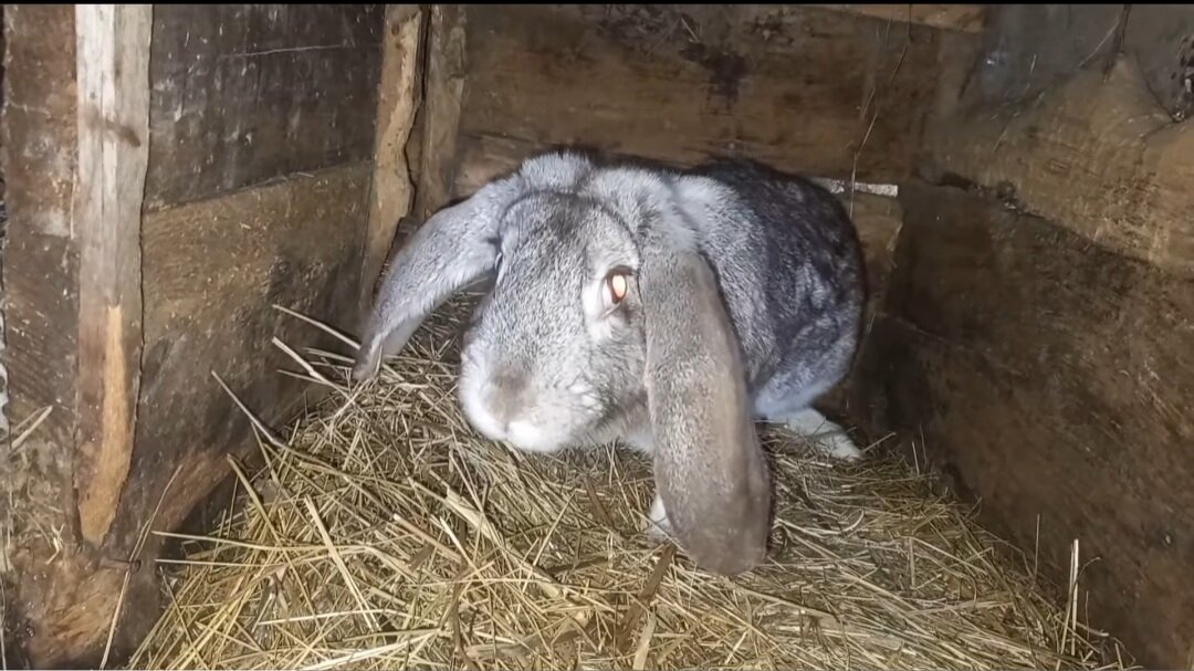 Новая кролиха 🐇
