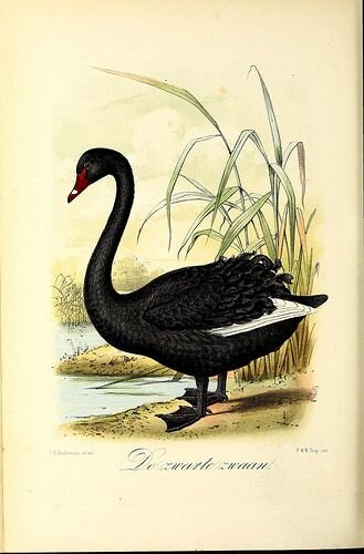 Черный лебедь, литография XIX века, Кеулеманс
