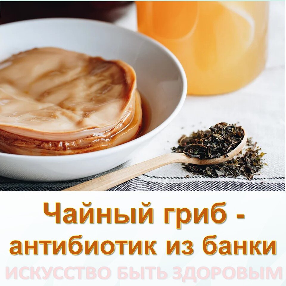 Как завести и не убить чайный гриб: подробная инструкция