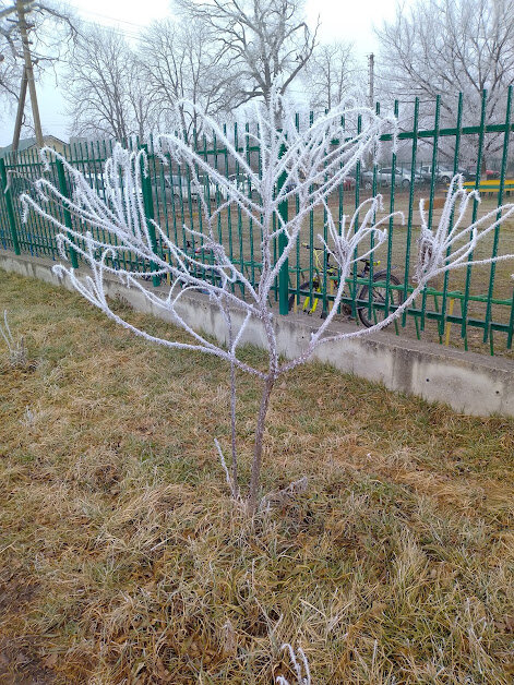 Фото автора №2. Деревья в снегу.