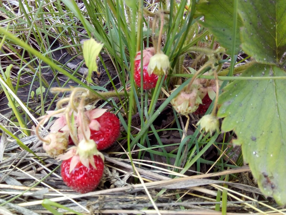От дождя и земли клубнику не спасает даже подстилка из травы