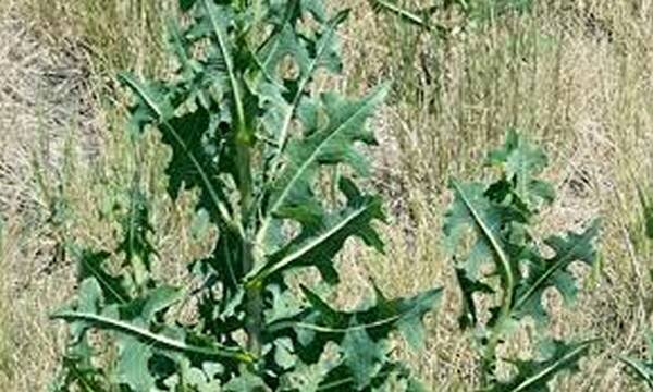 Дикий салат