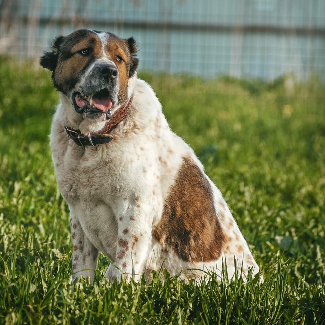 Породистые собаки в дар. Часть 3 | Ирина Дорн 🐶🐱 | Дзен