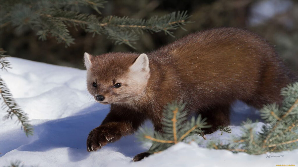 Ловушка на соболя — 6 букв сканворд