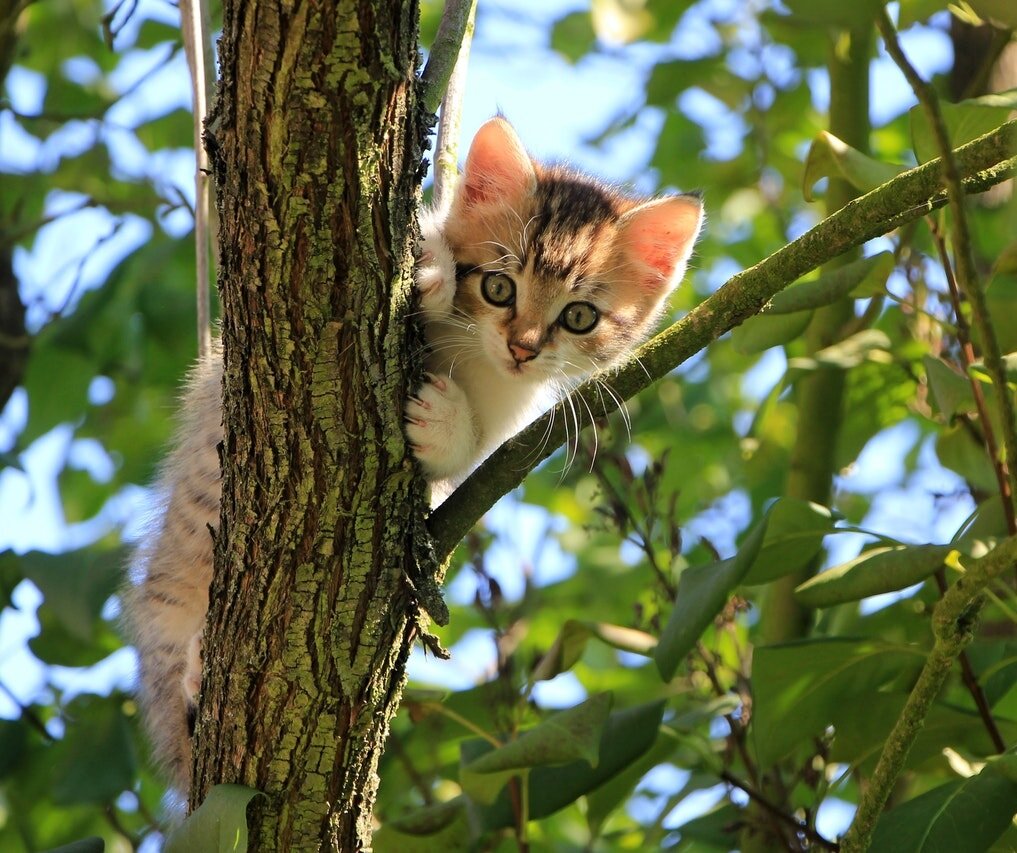 Фото автора Pixabay: Pexels