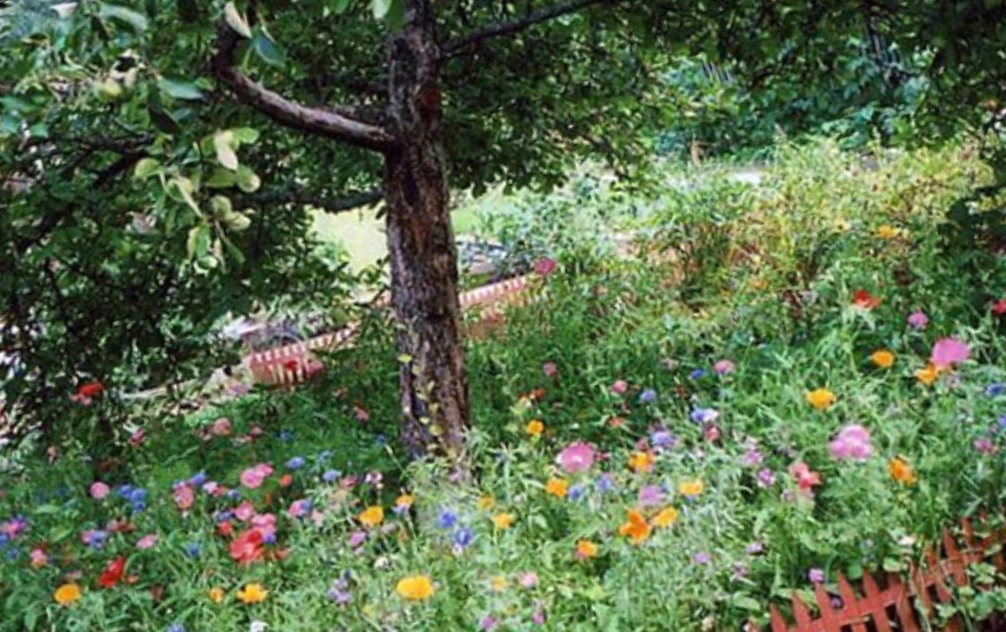 Мавританский газон на фоне деревьев