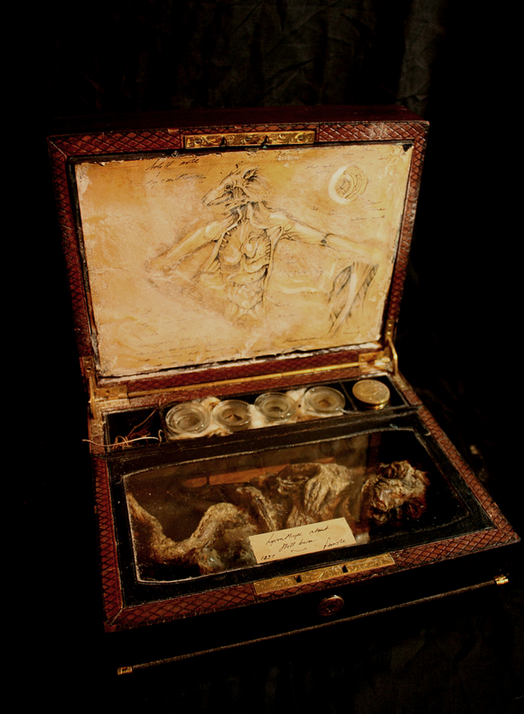 Specimens - Merrylin Cryptid Museum Mythological creatures, Museum, Weird creatu