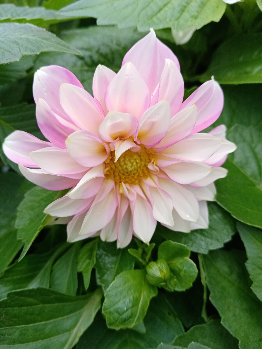 Неповторимый розовый