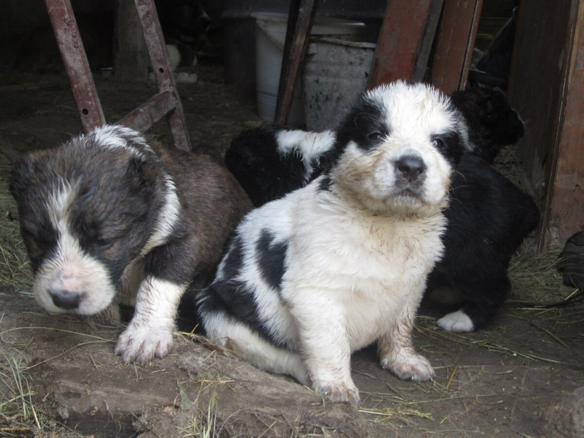 Маленькие хрюшечки наелись, пухленькие такие ...