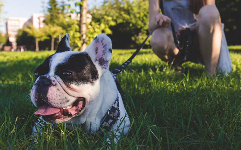 Труднее всех летний зной переносят коротконосые породы, такие как мопсы, пекинесы, французские и английские бульдоги. Фото Pexels/Pixabay