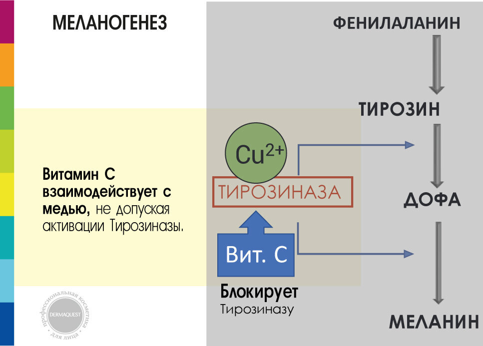 Меланогенез - процесс образования меланина (пигмента кожи)