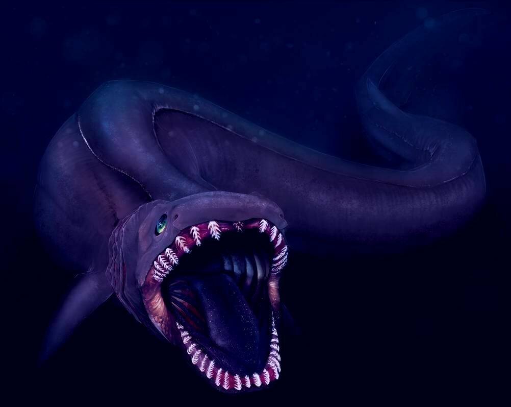 Плащеносная акула