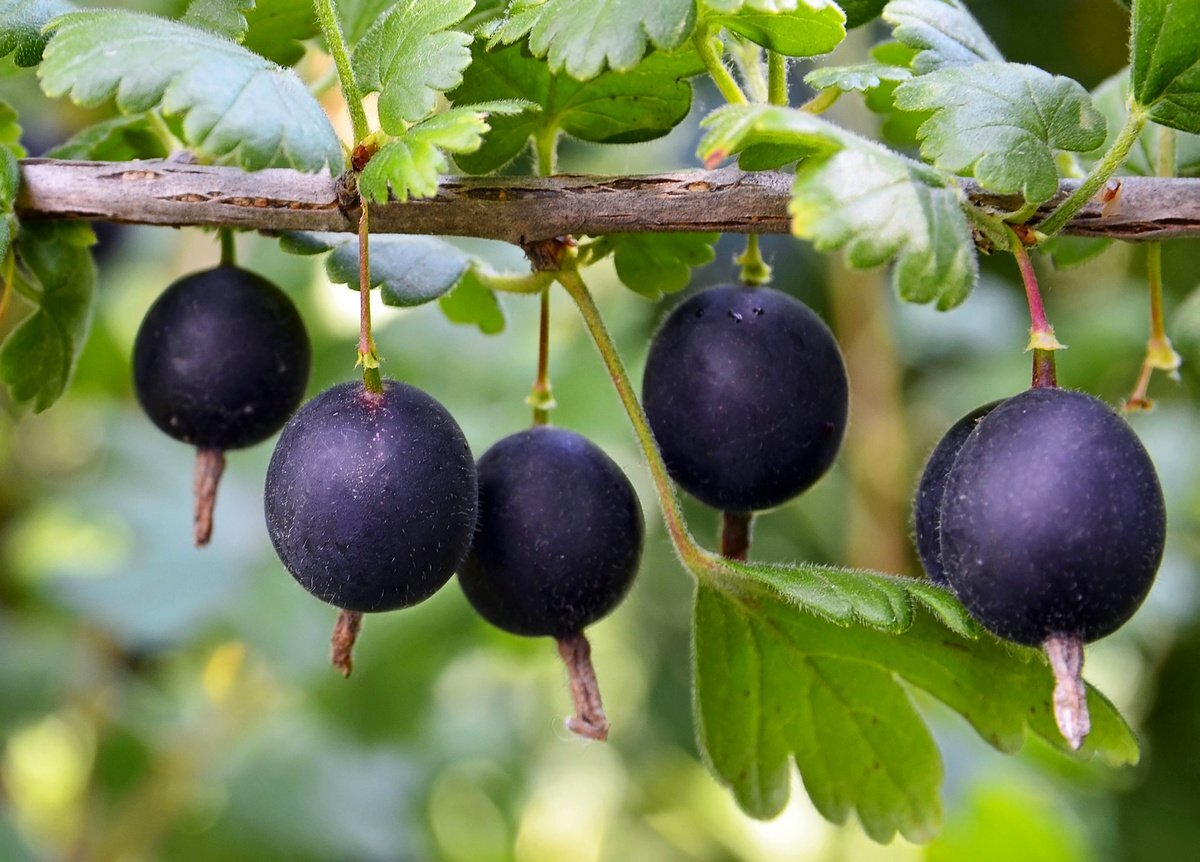 фото Я.Картинки, источник liubimyi-sad.ru