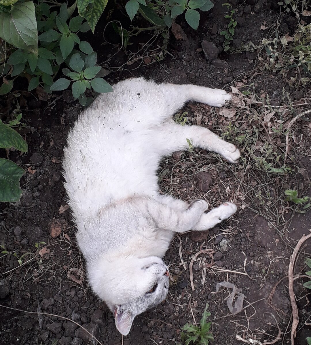 Нашла в теплице кота