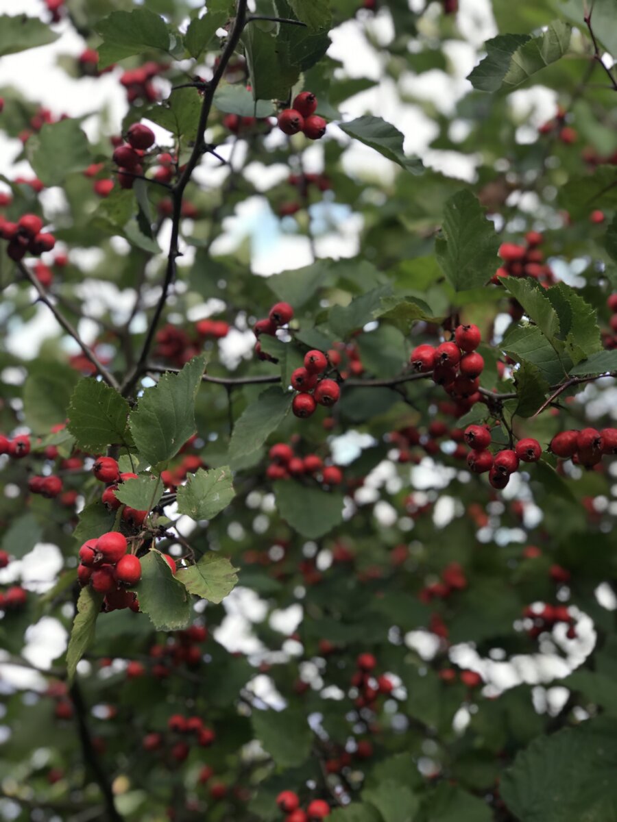 Фото: Эльмира Исянова. Боярышник, 2021 г.