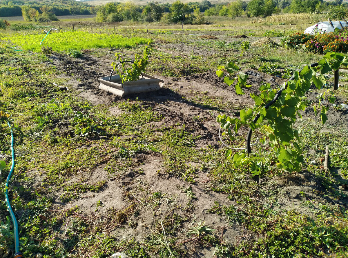 Морковка росла как раз до и после винограда. И рядом тоже грядочка, траву с нее на завтра козам оставила, чтобы с утра свежую нарвать