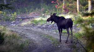 Фото взято из открытых источников!