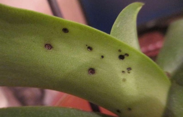 Антракноз (фото из интернета)