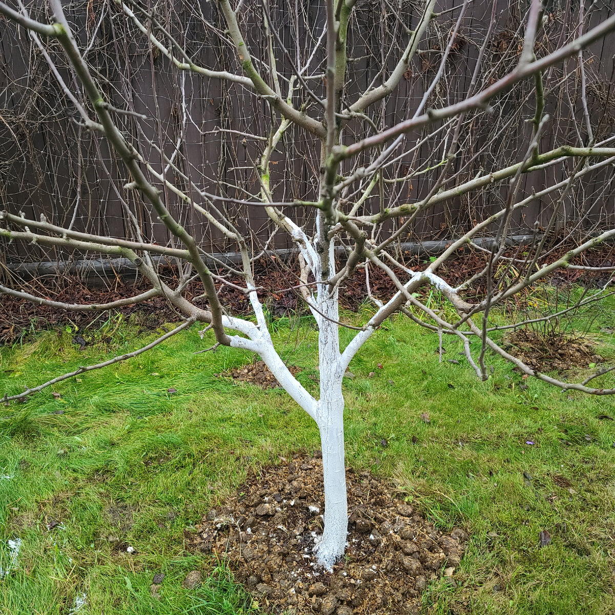 Осенняя обработка дерева