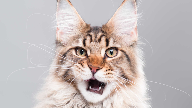 Есть во внешности мейн-куна что-то от человека – черты, взгляд и даже немного мимики. 