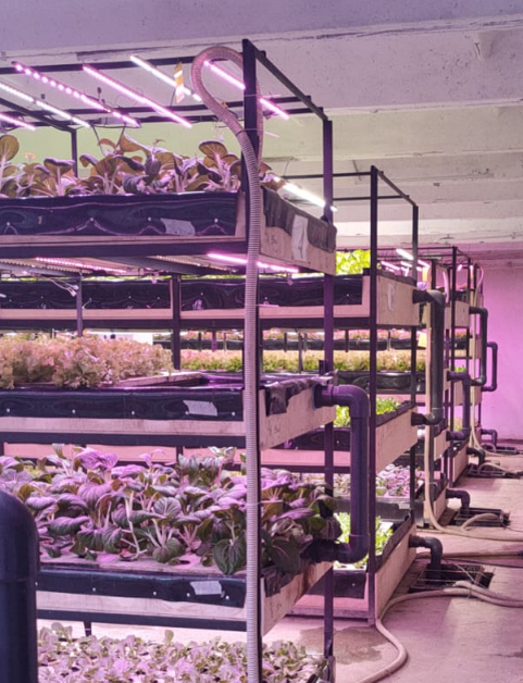 Многоярусная аквапонная ферма 