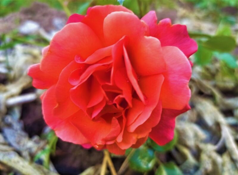  Листайте галерею. Начало июня, наша молодая флорибунда Изи Даз Ит. Фото автора.