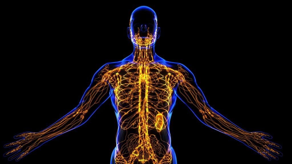 Лимфатическая система (лат. systema lymphaticum) — часть сосудистой системы у позвоночных животных, дополняющая сердечно-сосудистую систему.