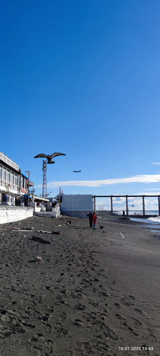 Голуби на пляже