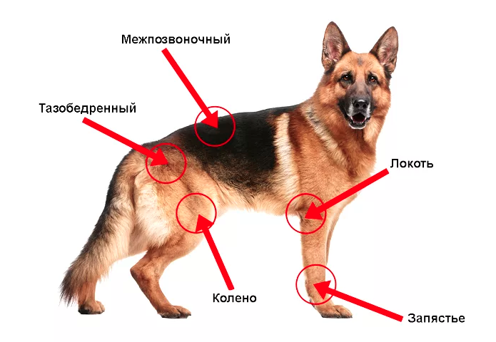 Артрит у собак: причины, виды и способы лечения | VetStem