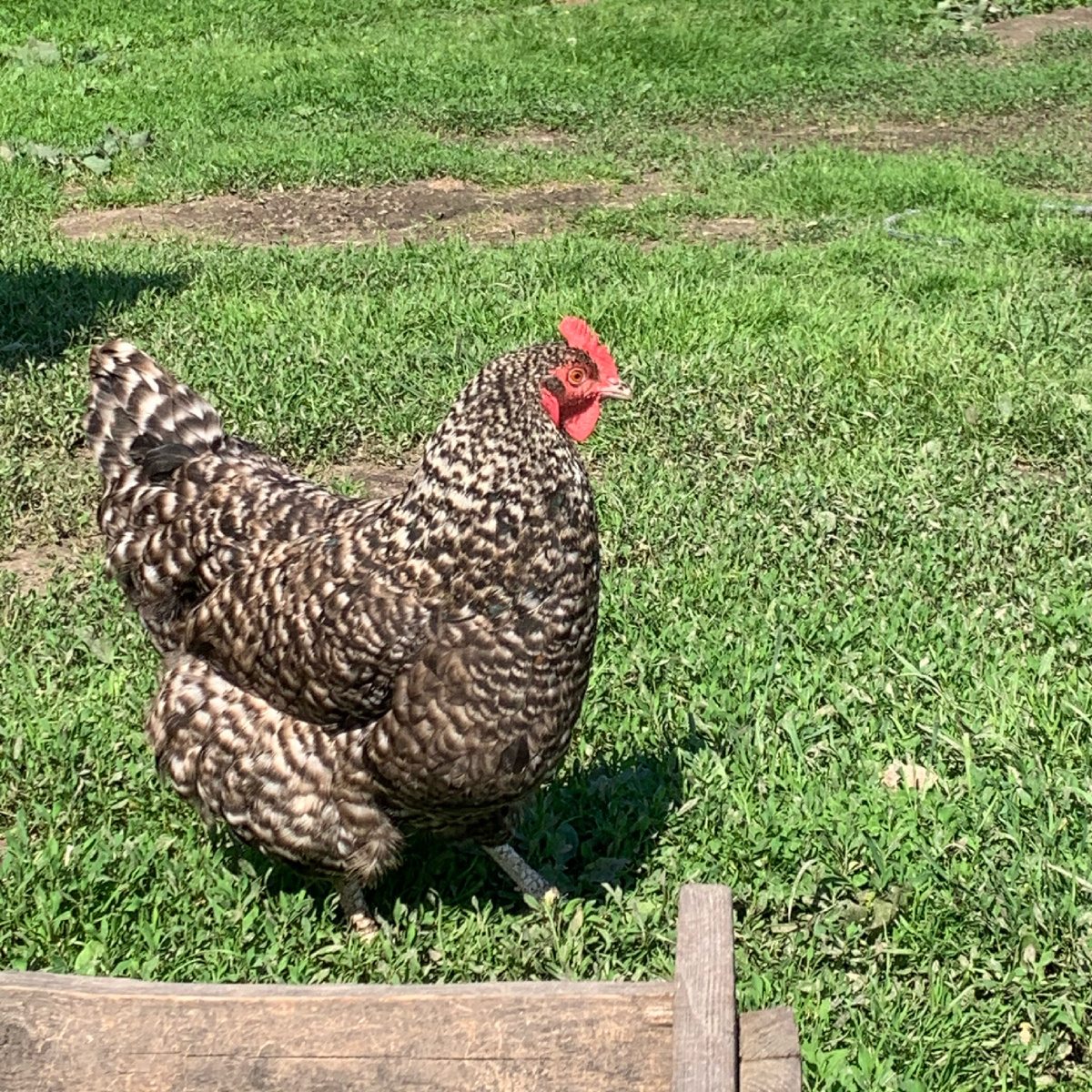 Толстозадая героиня истории