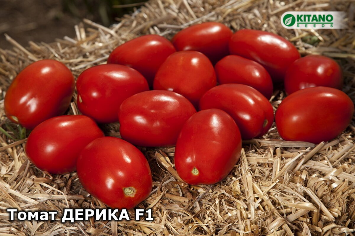 Дерика F1 