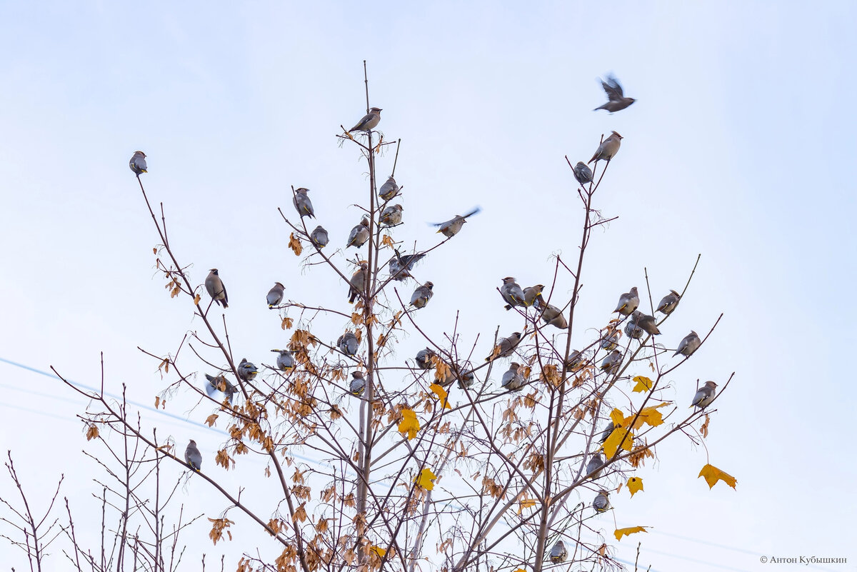   
 Фото: Антон Кубышкин / «Птицы СПб и России»