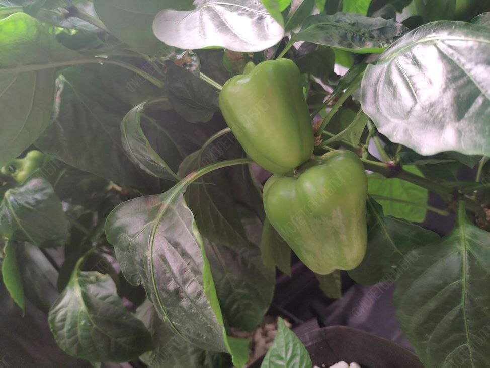 «А че, давайте вырастим!». С этой фразой и с большим потоком вдохновения начали воплощать идею в жизнь.-17