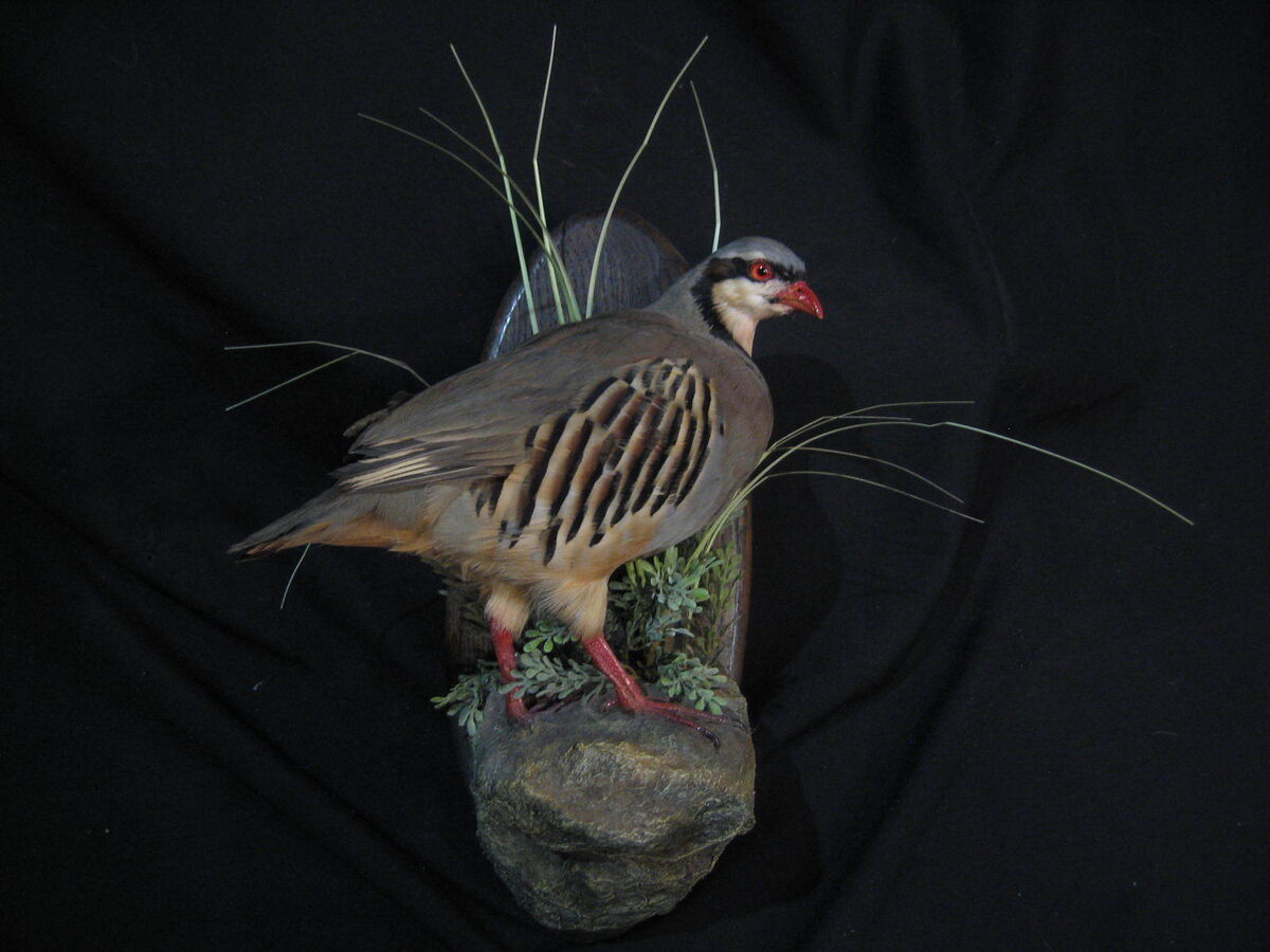 Чучело птицы, источник фото таксидерм.рф